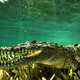 Illustration for article titled Sunday Crocodilian - Crocodylus rhombifer Edition